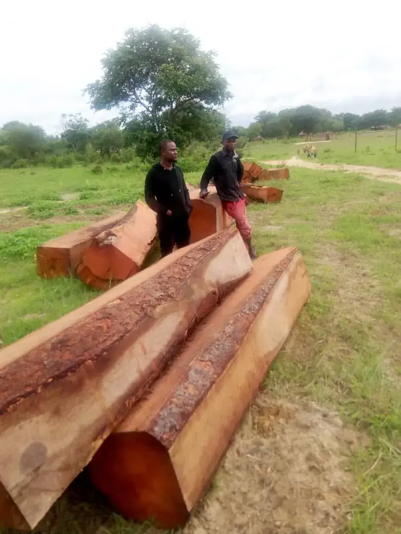 Squared hardwood logs ready for collection
